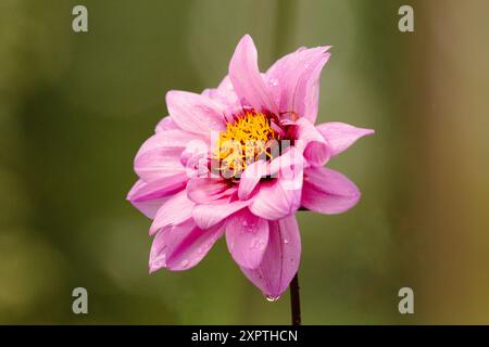 Nahaufnahme einer lebendigen Gartendahlie in voller Blüte, die die komplexen Details ihrer farbenfrohen Blütenblätter und der reichhaltigen Textur einfängt. Ideal für Natur, Blumen, Stockfoto