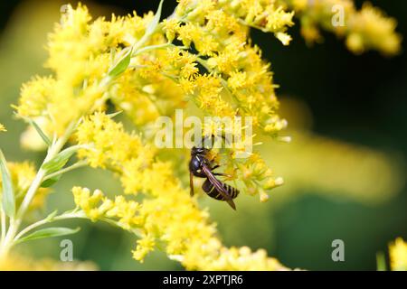 Wespe auf einer Goldenrod-Blume, Quebec, Kanada Stockfoto