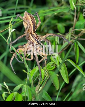 rabidosa rabida (rabidosa rabida) weiblich, das eine andere ähnliche Spinne kannibalisiert, wahrscheinlich ein männlicher nach der Paarung, Galveston, Texas, USA. Stockfoto