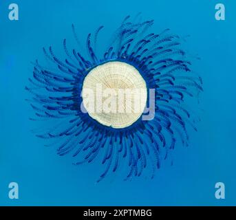 Der blaue Knopf (Porpita porpita) schwimmt auf der Meeresoberfläche in einer „Suppe“ aus Plankton und Trümmern, die es als Nahrung verwendet, Galveston, Texas, USA Stockfoto