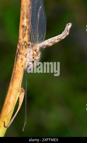 Macleay's Owlfly (Ululodes macleayanus) in seiner typischen Ruheposition, Galveston, Texas, USA. Stockfoto