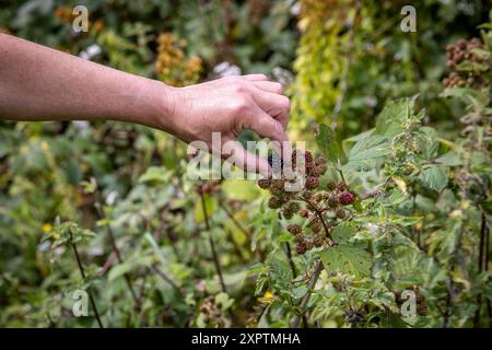 Eine Nahaufnahme einer Frauenhand, die einen Reifen brombeerbaum aus einem Busch in der Landschaft von Sussex pflückt Stockfoto