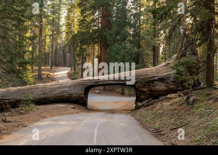 Tunnel Log - Ein ruhiger, sonniger Frühlingsabend im Tunnel Log, Sequoia und Kings Canyon National Park, Kalifornien, USA. Stockfoto