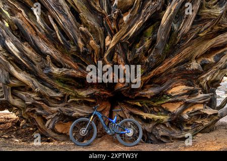 Riesenmammutwurzel – ein Elektrofahrrad, das gegen eine riesige Wurzel eines gefallenen Riesenmammutbaums steht. Sequoia und Kings Canyon National Park, Kalifornien. Stockfoto