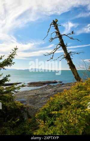 Oceanside Cliffs über Botanical Beach BC. Felsige Klippen und Wald am Botanical Beach mit Blick auf den Pazifischen Ozean. In der Nähe von Port Renfrew BC. Stockfoto