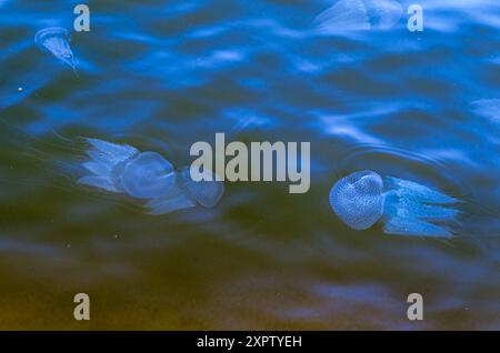 Fluoreszierende Quallen im Shambhavi-Fluss bei Mulki, Mangalore, Indien Stockfoto