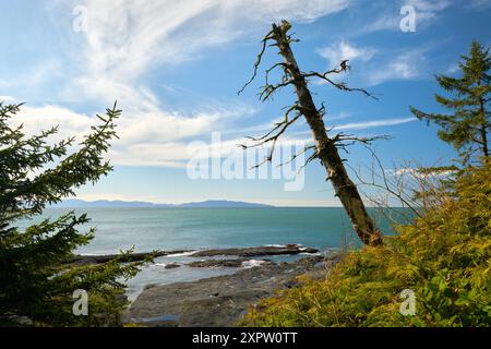 Forest Cliffs über Botanical Beach BC. Felsige Klippen und Wald am Botanical Beach mit Blick auf den Pazifischen Ozean. In der Nähe von Port Renfrew BC. Stockfoto