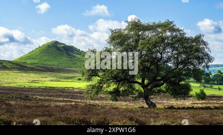 Farmen im North York Moors National Park, Yorkshire, England Stockfoto