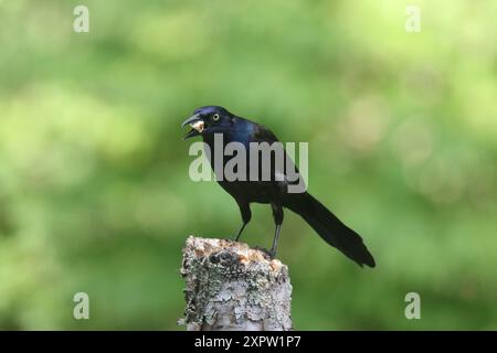 Gewöhnlicher Grackle Quiscalus quiscula isst eine Nuss Stockfoto