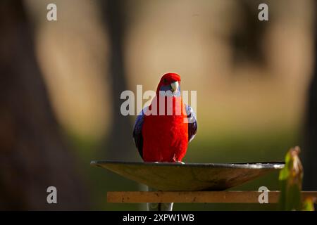 Crimson Rosella (Platycercus elegans), Armidale, NSW, Australien Stockfoto