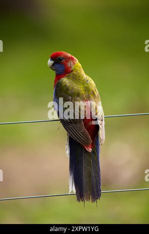 Crimson Rosella (Platycercus elegans), Armidale, NSW, Australien Stockfoto