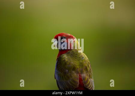 Crimson Rosella (Platycercus elegans), Armidale, NSW, Australien Stockfoto