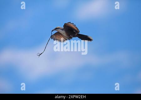 Graukrone Babbler ( Pomatostomus temporalis ) Baunest, Lake Houdraman, Quilpie, Outback Queensland, Australien Stockfoto