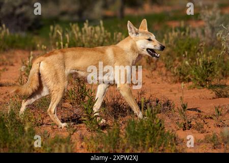 Dingo (Canis Lupus Dingo), French Line, Simpson Desert, South Australia, Australien Stockfoto