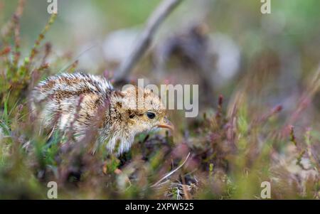 Chick of Red-Legged Partridge, Alectoris rufa, North York Moors National Park, Yorkshire, England Stockfoto