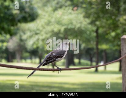 Eine stimmungsvolle, erwachsene Northern Mockingbird thronte auf einem schweren geflochtenen Seilzaun im Hermann Park in Houston, Texas. Fotografiert auf Augenhöhe mit Stockfoto