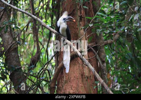 Der Weißkronenhornschnabel (Berenicornis comatus), auch bekannt als Langkammernschnabel oder Weißkammernschnabel. Dieses Foto wurde in Thailand aufgenommen Stockfoto