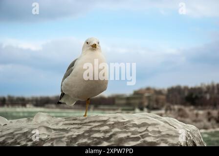 Möwe (Ring-billed Gull) stehen auf einem Bein gefroren eisigen Zaun in der Nähe von Niagara Falls Stockfoto