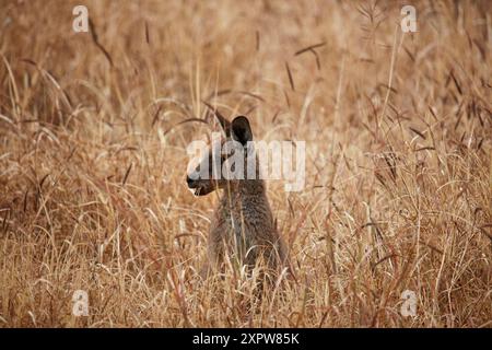 Graues Känguru (Macropus giganteus), Mitchell, Queensland, Australien Stockfoto
