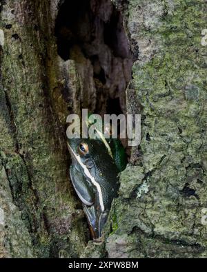 Green Treefrog (Hyla cinerea), Huntley Meadows Park, VA Stockfoto