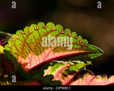 Hintergrundbeleuchtete Nahaufnahme von Coleus Leaf, Meadowlark Botanical Gardens, VA Stockfoto