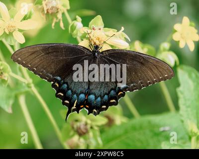 Dunkle Form weiblicher Osttigerschwalbenschwanz (Papilio glaucus), Green Spring Gardens, VA Stockfoto