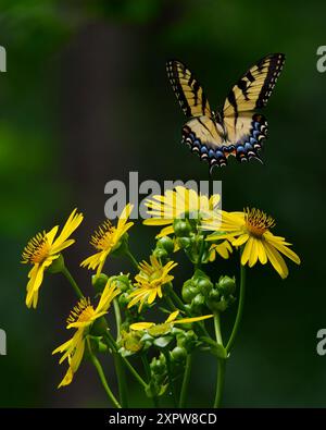 Eastern Tiger Swallowtail (Papilio glaucus), Green Spring Gardens, VA Stockfoto