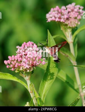 Kolibri Clearwing (Hemaris thysbe) auf Sumpfmilchweed, Huntley Meadows, VA Stockfoto