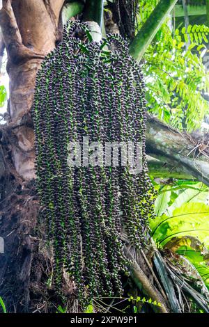 Arenga pinnata (enau, aren, Arenpalme, Zuikerpalme, Zuckerpalme, Gomuti Palm, Arenga saccharifera, Kolang-kaling). Diese Frucht wird oft als Getränk verwendet Stockfoto