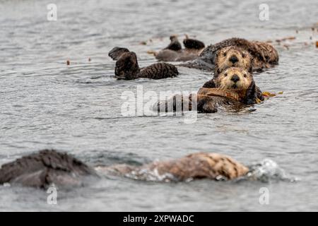 Sea Otter Mama mit Pup in Seetang in Quatsino Sound gehüllt, First Nations Territorium, Vancouver Island, Biritsh Columbia, Kanada Stockfoto