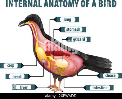 Detaillierte Darstellung der inneren Organe des Vogels Stock Vektor