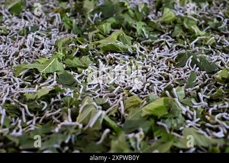 Close-up-Seidenraupenlarven an frischen Maulbeerblättern. Die kleinen, weißen Larven mit dunklen Köpfen ernähren sich von leuchtend grünen Blättern, Seidenraupenzucht ist p Stockfoto