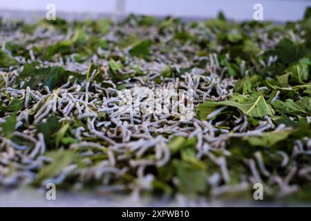 Close-up-Seidenraupenlarven an frischen Maulbeerblättern. Die kleinen, weißen Larven mit dunklen Köpfen ernähren sich von leuchtend grünen Blättern, Seidenraupenzucht ist p Stockfoto