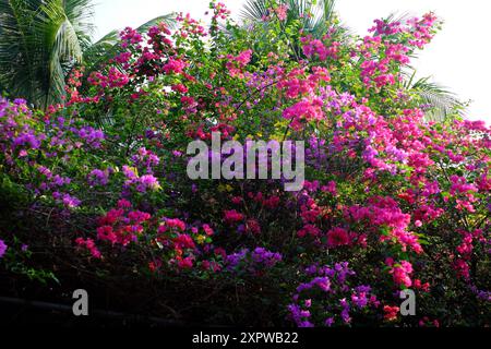 Leuchtende Bougainvillea-Blüten in Rosa, Lila und weiß, die über ein Spalier mit sattgrünen Blättern klettern. Hohe Palmen und ein klarer blauer Himmel machen tr Stockfoto