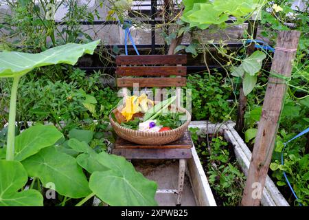 Ein lebendiger Dachgarten, Korb gefüllt mit Gemüse wie Tomaten, Lauch, Blattgemüse, hausgemachte gesunde Lebensmittel gerade Ernte Stockfoto