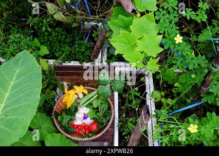 Ein lebendiger Dachgarten, Korb gefüllt mit Gemüse wie Tomaten, Lauch, Blattgemüse, hausgemachte gesunde Lebensmittel gerade Ernte Stockfoto