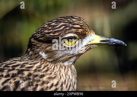 Geflecktes dickes Knie, Burhinus capensis, auch bekannt als geflecktes Dikkop oder Cape Thick-Knie Stockfoto