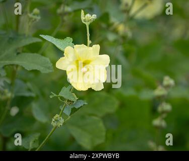 Gelbe Hollyhockblüten (Alcea rugosa). Blassgelbe Blüten und Samenkapseln von blühendem Hollyhock. Gemeinsame Namen Rugose H., Hairy H., Russisch H. Stockfoto