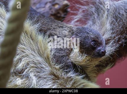 Schwerin, Deutschland. August 2024. Das am 1. August 2024 geborene Jungtier liegt auf dem Bauch des Zweifingers Amy im Südamerika-Haus des Schweriner Zoos. Zum zweiten Mal seit rund zehn Jahren freut sich der Zoo, eine neue Zugänglichkeit seiner Faultier-Familie begrüßen zu dürfen. Es ist noch nicht geklärt, ob es ein Junge oder ein Mädchen ist. Da die neunjährige Mutter noch nicht genügend Milch gibt, wird das Jungtier von den Tierpflegern mit Hundeflch aus einer Pipette gefüttert. Quelle: Jens Büttner/dpa/Alamy Live News Stockfoto