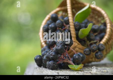 Frische Aronia melanocarpa (schwarze Aronia) in einem Korb. Außenanlage mit grünem Naturhintergrund. Stockfoto