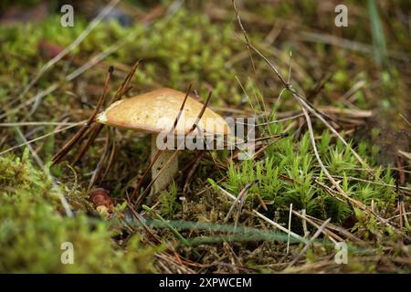 Nahaufnahme des Pilzes Suillus granulatus, auch bekannt als Trauerbolete oder Granulatbolete, wächst in einem üppigen Wald in der Nähe eines Baumstamms. Stockfoto