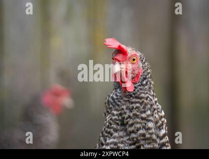 Kopf eines gesprenkelten Hühnchens Nahaufnahme. Gesprenkeltes Hähnchenporträt. Gallus gallus domesticus. Stockfoto