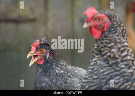 Kopf eines gesprenkelten Hühnchens Nahaufnahme. Gesprenkeltes Hähnchenporträt. Gallus gallus domesticus. Stockfoto
