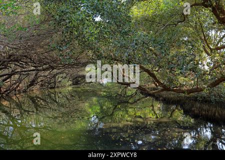 Sicao Green Tunnel, Vordach von Mangrovenbäumen an der Dazhong Rd, Annan District, Tainan, Taiwan Stockfoto