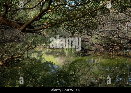 Sicao Green Tunnel, Vordach von Mangrovenbäumen an der Dazhong Rd, Annan District, Tainan, Taiwan Stockfoto