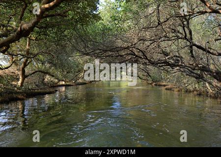 Sicao Green Tunnel, Vordach von Mangrovenbäumen an der Dazhong Rd, Annan District, Tainan, Taiwan Stockfoto