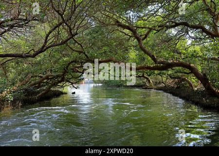 Sicao Green Tunnel, Vordach von Mangrovenbäumen an der Dazhong Rd, Annan District, Tainan, Taiwan Stockfoto