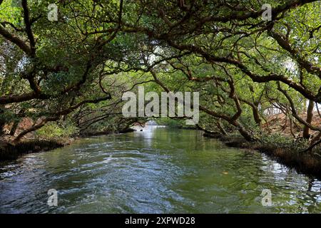 Sicao Green Tunnel, Vordach von Mangrovenbäumen an der Dazhong Rd, Annan District, Tainan, Taiwan Stockfoto