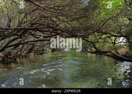 Sicao Green Tunnel, Vordach von Mangrovenbäumen an der Dazhong Rd, Annan District, Tainan, Taiwan Stockfoto