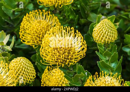 Nahaufnahme gelbes Leucospermum cordifolium in Morro Bay, Kalifornien. Grüne Blätter im Hintergrund. Stockfoto